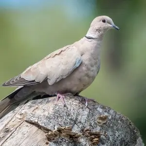 Eurasian Collared Dove photo