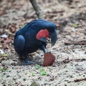 Palm Cockatoo photo