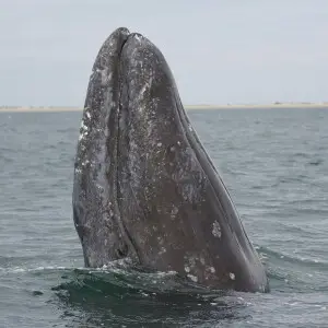 Gray Whale photo