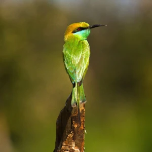 Green Bee-Eater photo
