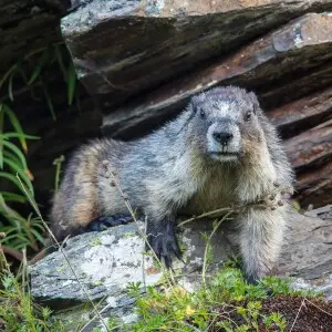 Hoary Marmot photo