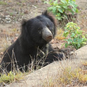 Sloth Bear photo