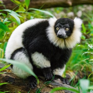 Black-and-White Ruffed Lemur photo