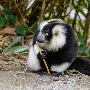 Black-and-White Ruffed Lemur photo
