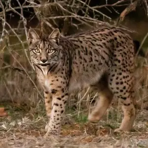 Iberian Lynx photo