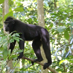 Celebes Crested Macaque photo