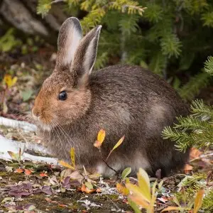 Snowshoe Hare photo