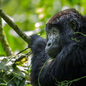 Eastern Gorilla photo