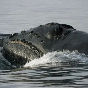 North Pacific Right Whale photo