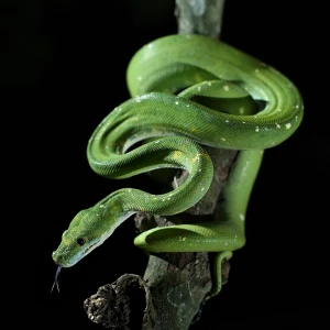 Green Tree Python photo