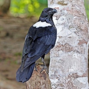 Pied Crow photo
