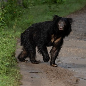 Sloth Bear photo