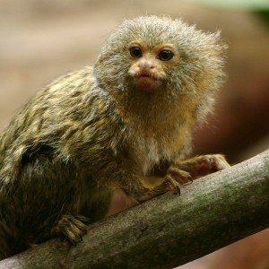 Pygmy Marmoset - Facts, Diet, Habitat & Pictures on Animalia.bio