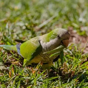 Monk Parakeet photo