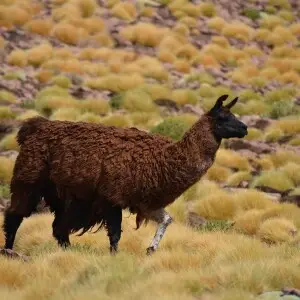 Llama - Facts, Diet, Habitat & Pictures on 