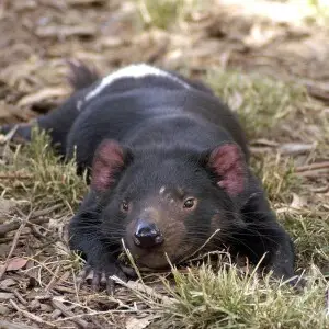 Tasmanian Devil photo