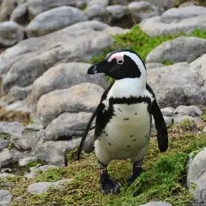 African Penguin photo