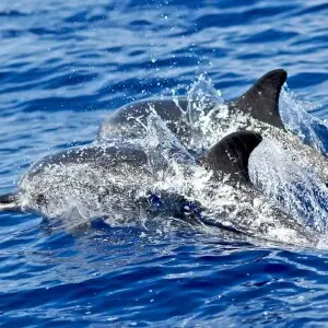 Atlantic Spotted Dolphin photo