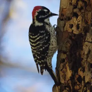 A male Nuttall's Woodpecker in Olive View, Sylmar, California, USA.