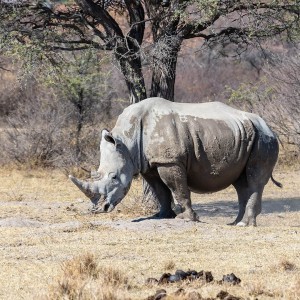 White Rhinoceros photo