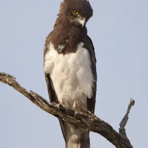 Black-chested snake eagle (Circaetus pectoralis) at Pilanesberg National Park, South Africa.