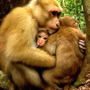 a family of Assamese macaque