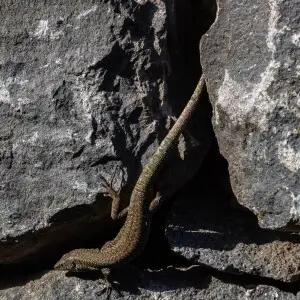Madeiran wall lizard (Teira dugesii), S?o Vicente, Madeira, Portugal