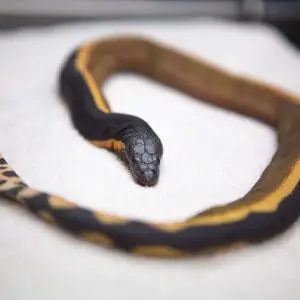 180110-yellow-bellied-snake-0700