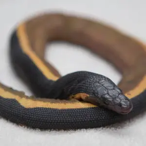 180110-yellow-bellied-snake-0711