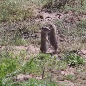Belding's ground squirrel (Urocitellus beldingi) in the sagebrush habitat north of Jordan Valley on the Oregon-Idaho border when the Belding?s ground squirrels came out for a look..
Video captured April 20, 2016, by Larry Morre, BLM

In this video, the or