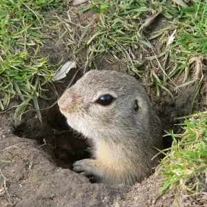 European Ground Squirrel photo
