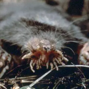 Star- Nosed Mole photo