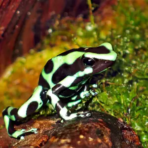 Green and black poison dart frog,  green and black poison arrow frog
