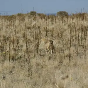 Coyote (Canis latrans mearnsi) in Antelope Island, Great Salt Lake, Utah, USA