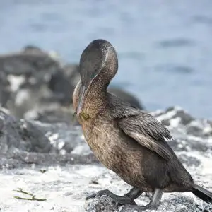 20160621 flightless cormorant 2