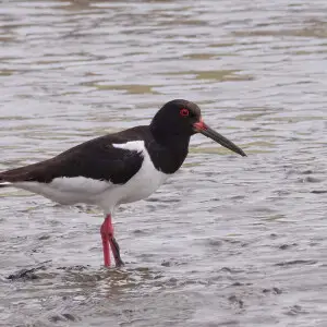 Eurasian oystercatcher - Facts, Diet, Habitat & Pictures on Animalia.bio