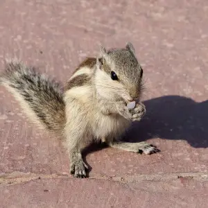 jungle palm squirrel