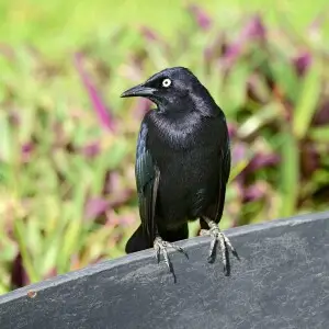 Male of Quiscalus lugubris, the Carib Grackle, in Cayenne, place du Coq, French Guiana.
