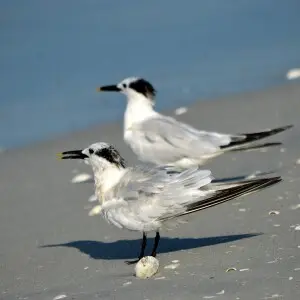Cabot's Tern Thalasseus acuflavidus, Sanibel Island, Florida, USA
Also in iNaturalist:  https://www.inaturalist.org/observations/3564311