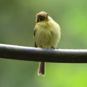 Yellowish flycatcher, Monteverde, Costa Rica