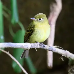 Yellowish flycatcher, Monteverde, Costa Rica
