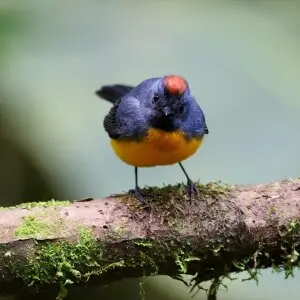 Slate-throated whitestart, Monteverde, Costa Rica