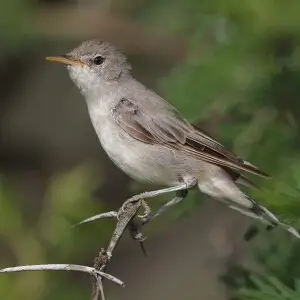 The olive-tree warbler leaves its breeding ground in southern Europe every year, and flies to southern Africa for the northern winter. They are fairly common here, but not very easy to find as they are secretive and don't usually call. A famous location f