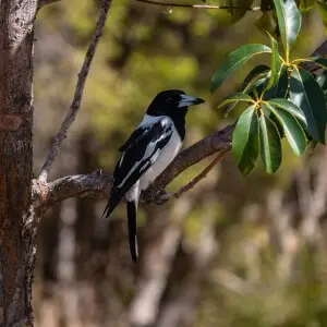 The Pied butcherbird, (Cracticus nigrogularis), favours forest edges and open grassland while the Grey butcherbird tends to be found in the remnant open forests of 7th Brigade Park. This partition of habitats allows two potentially competitive species to 