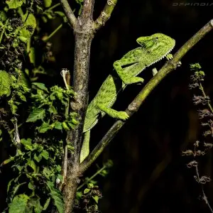 Chameleons are reptiles that are part of the iguana suborder. These colorful lizards are known as one of the few animals that can change skin color.