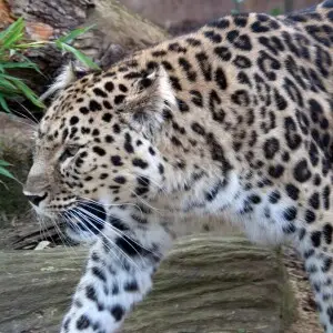 The Amur leopard (Panthera pardus orientalis), also known as the Manchurian leopard. It is critically endangered, with maybe less than 30 individuals left in the wild.