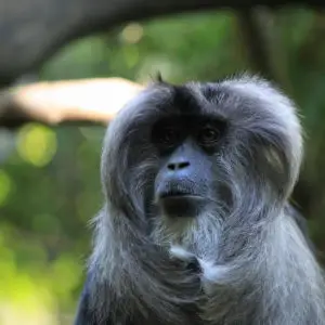 2222 macaque monkey