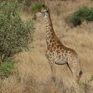 Giraffe cow in the Groenkloof Nature Reserve, Pretoria
