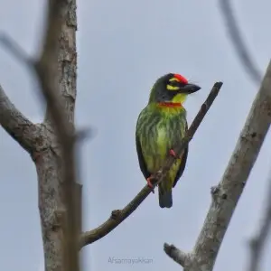 can a barbet live in pakistan