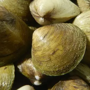 Susong pilipit (Agurong - Tabagwang) Jagora asperata Pachychilidae small snails Water snails, freshwater snails that has a conic spiraling black shell  a common black freshwater mollusk with elongated spiral shell; and Halaan Venerupis philippinarum sea c